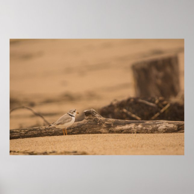 Piping Plover 36 x 24 Value Poster Paper (Matte) (Front)