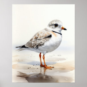 Piping Plover Bird Art Print Poster
