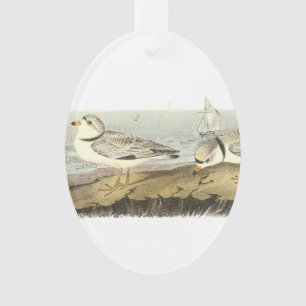 Piping Plover by Audubon Ornament