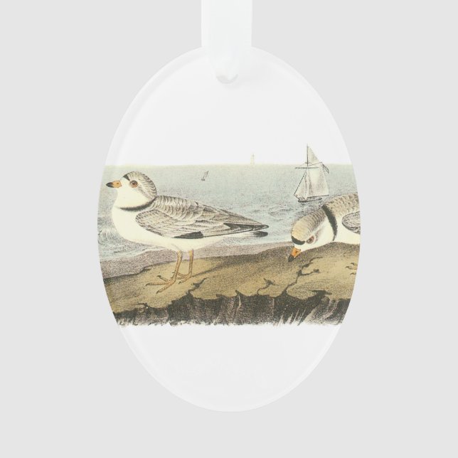 Piping Plover by Audubon Ornament (Front)