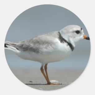Piping Plover Classic Round Sticker