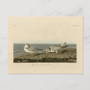 Piping Plover from Audubon's Birds of America Postcard