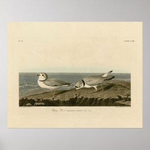 Piping Plover from Audubon's Birds of America Poster