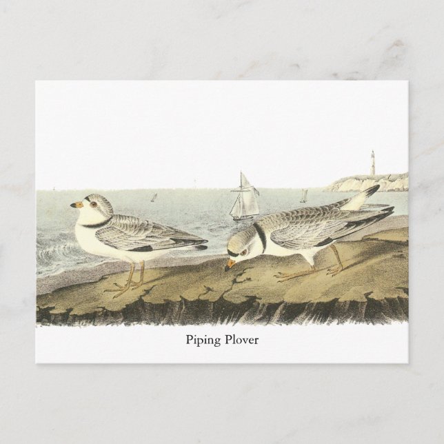 Piping Plover, John Audubon Postcard (Front)