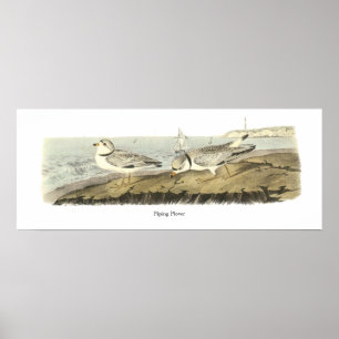 Piping Plover, John Audubon Poster