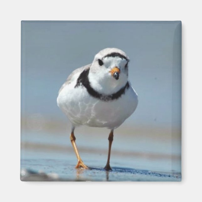 Piping Plover Magnet (Front)