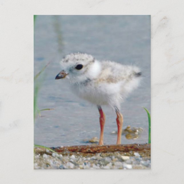 Piping Plover Postcard (Front)
