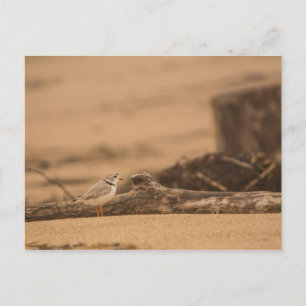 Piping Plover Postcard