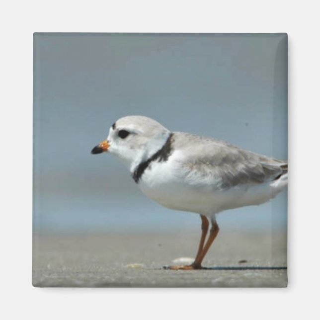 Piping Plover walking on the beach Magnet (Front)