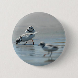 Piping Plovers eating on the beach 6 Cm Round Badge
