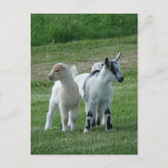 Pippi and Grey Postcard (Front)