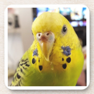 Pipsqueak @chirpythecrazyparkeet Plastic coaster
