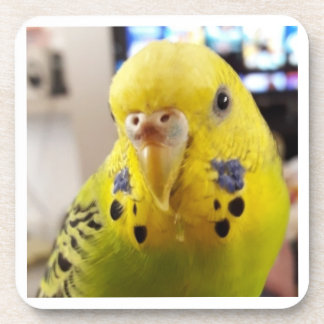 Pipsqueak @chirpythecrazyparkeet Plastic coaster