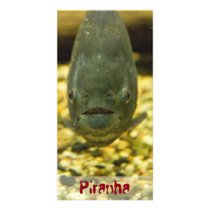 piranha card