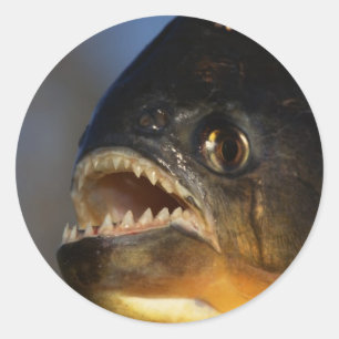 Piranha Close-Up Classic Round Sticker
