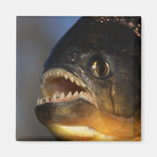 Piranha Close-Up Magnet