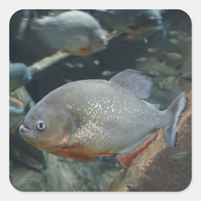 Piranha fish swimming colour photograph square sticker (Front)