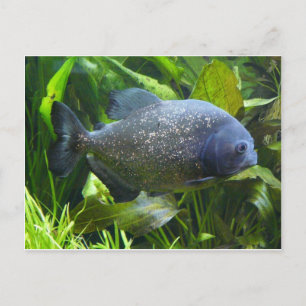 piranha postcard