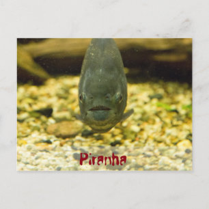 piranha postcard