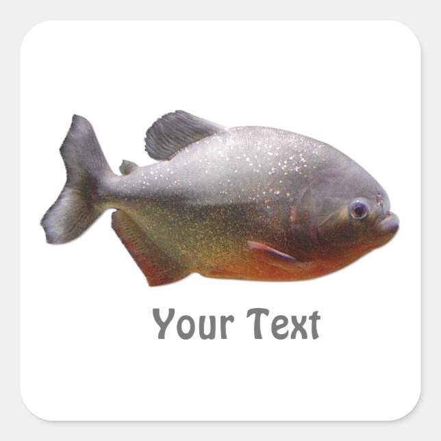Piranha South American Fish Square Sticker (Front)