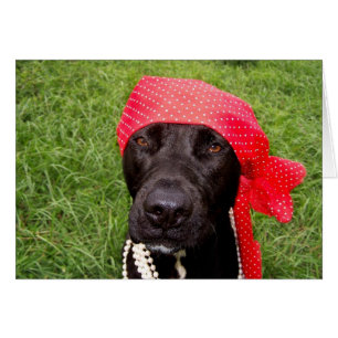Pirate dog, black lab, red hankerchief green grass