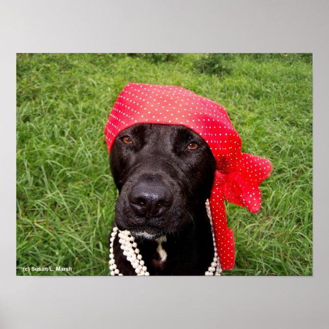 Pirate dog, black lab, red hankerchief green grass poster (Front)