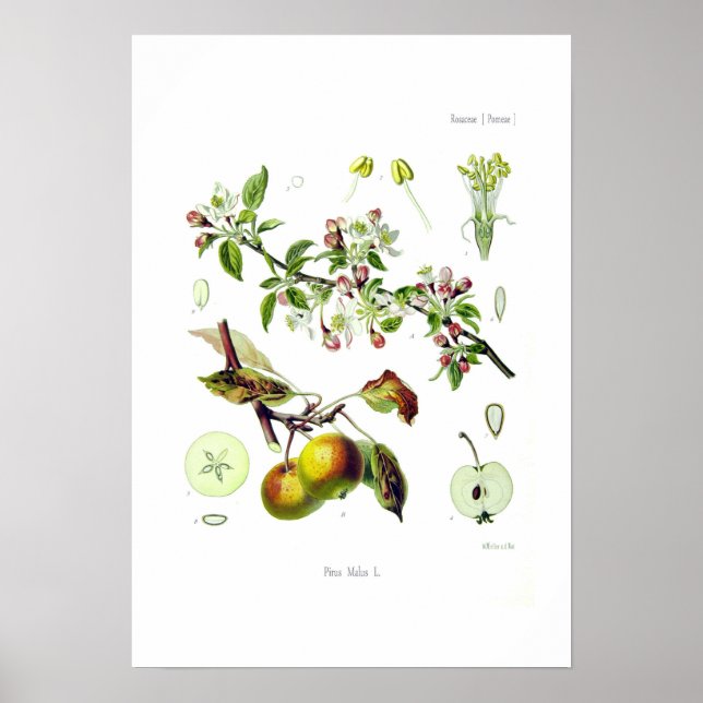 Pirus malus (Malus domestica) Poster (Front)