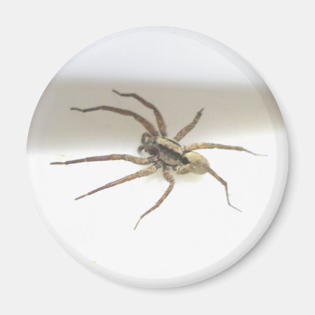 Pisaurana mira Male Magnet (Front)