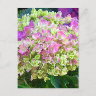 Pistachio Colour Hydrangea Postcard