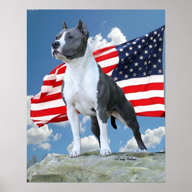 Pit Bull (American Staffordshire Terrier) poster (Front)