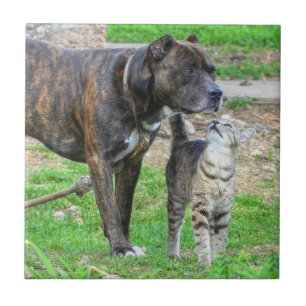 Pit Bull and Cat Ceramic Tile