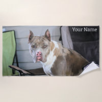 Pit Bull