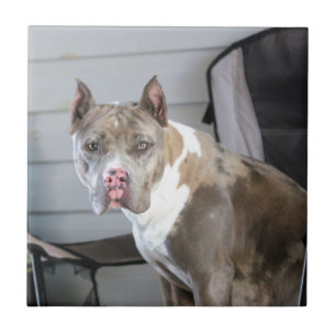 Pit bull ceramic tile