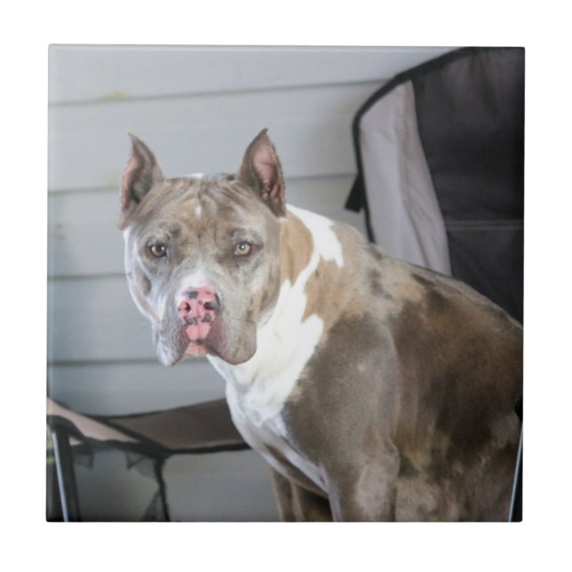 Pit bull ceramic tile (Front)