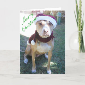 Pit Bull Christmas Card