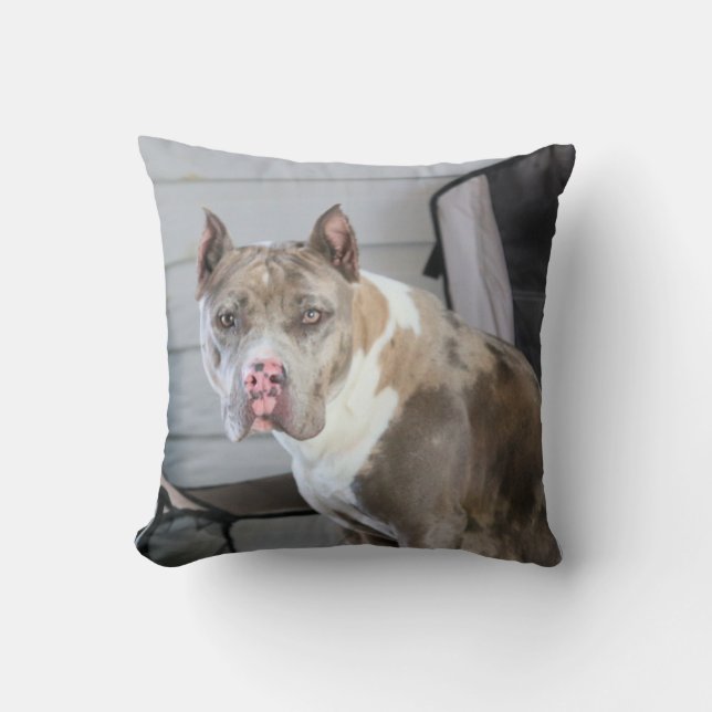 Pit bull cushion (Front)