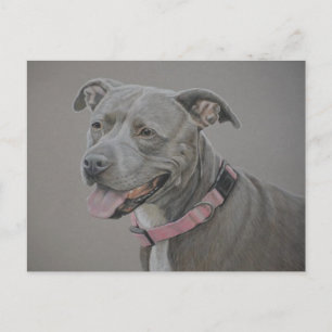 Pit Bull Dog Art Postcard
