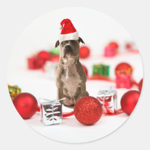 Pit Bull Dog with Gift box and Christmas Ornaments Classic Round Sticker