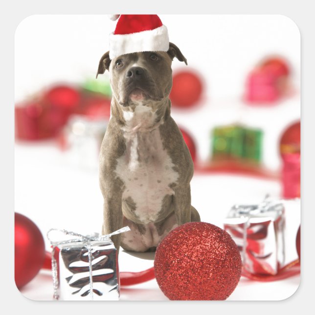 Pit Bull Dog with Gift box and Christmas Ornaments Square Sticker (Front)