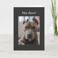 Pit Bull Hey There