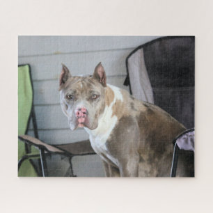 Pit Bull Jigsaw Puzzle