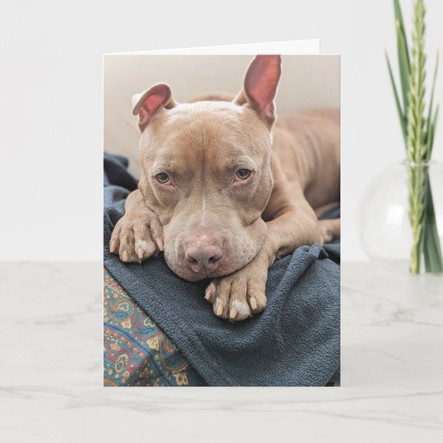 Pit Bull Love Blank Card (Front)