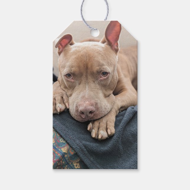Pit Bull Love Blank Gift Tags (Front)