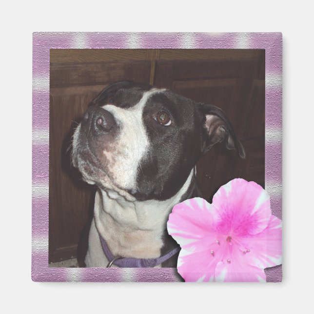 Pit Bull Love Magnet (Front)