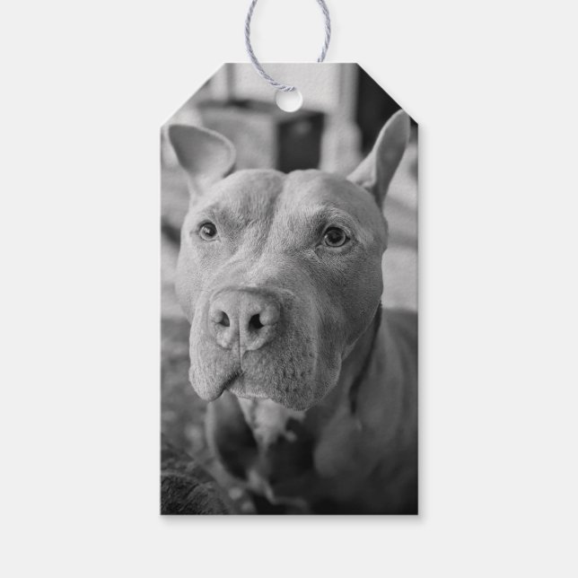 Pit Bull Love Photography  Gift Tags (Front)
