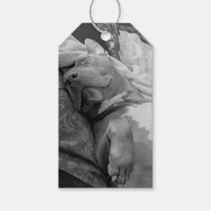 Pit Bull Love Photography Gift Tags