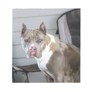 Pit bull notepad