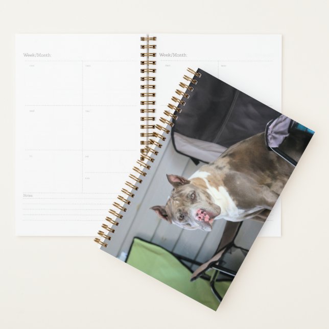 Pit bull planner (Display)