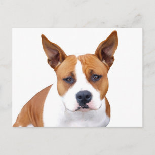 Pit Bull Puppy Dog Blank Postcard