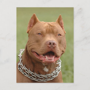 Pit Bull Puppy Dog Blank Postcard
